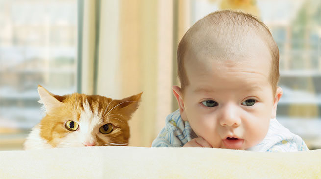 Introducing your cat to your newborn