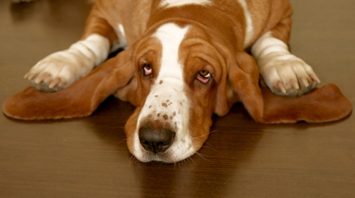 Do your ears hang low?