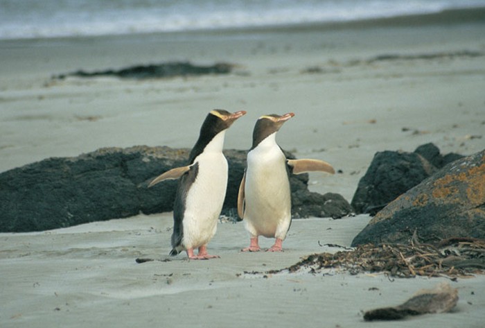 Fun family activities in Dunedin for visitors with young children