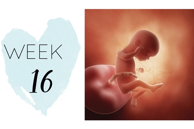 16 weeks pregnant