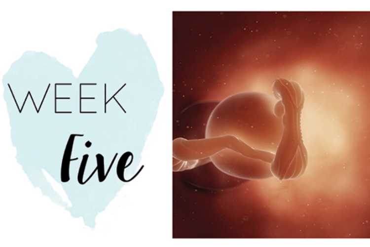 Five weeks pregnant