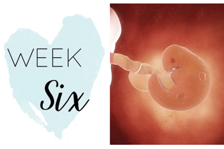 Six weeks pregnant