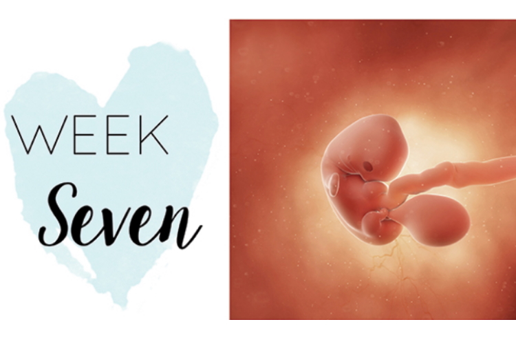 Seven weeks pregnant