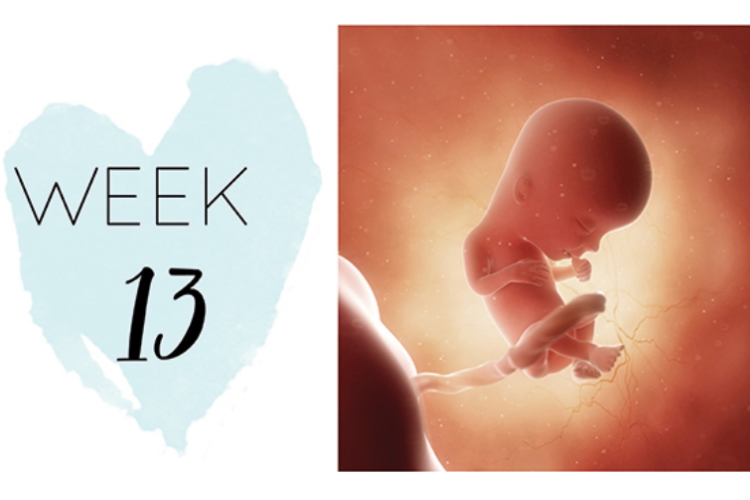13 Weeks Pregnant