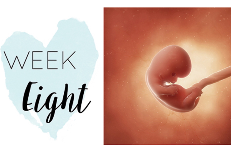 Eight weeks pregnant