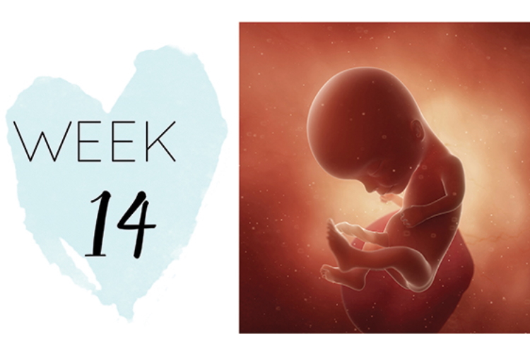 14 weeks pregnant