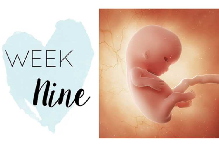 Nine weeks pregnant