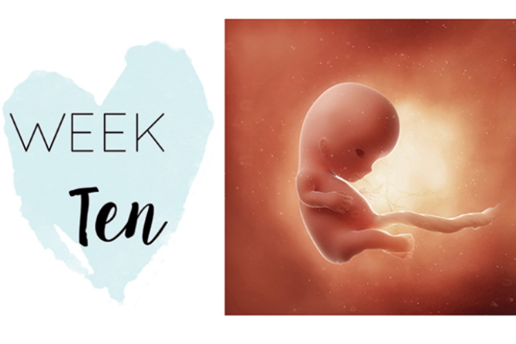 Ten weeks pregnant