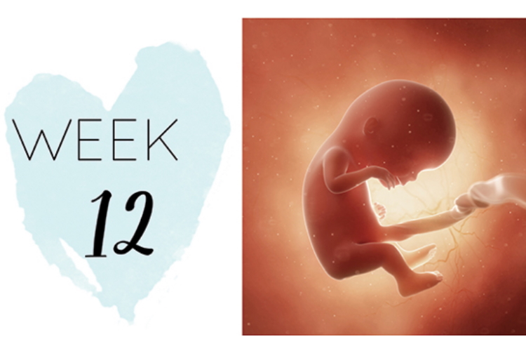 12 weeks pregnant