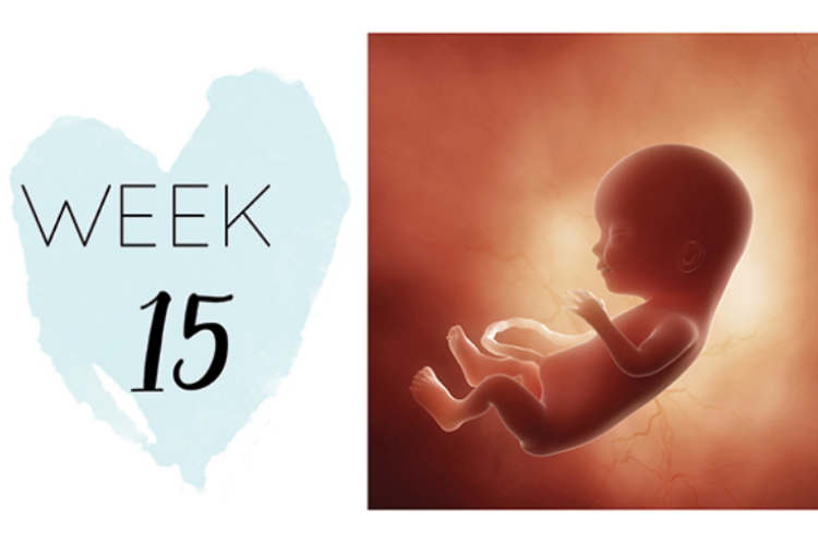 15 weeks pregnant