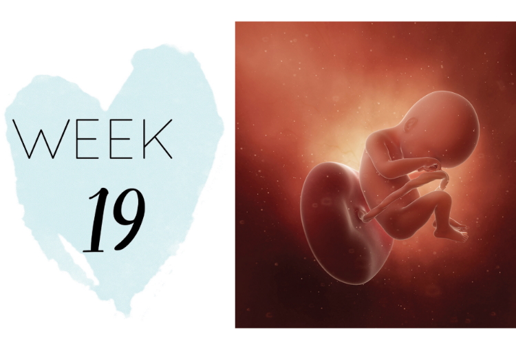 19 weeks pregnant