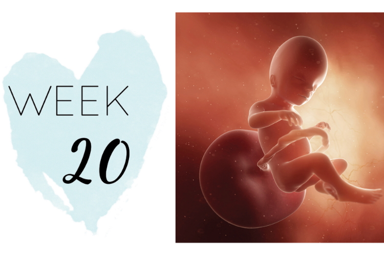 20 weeks pregnant