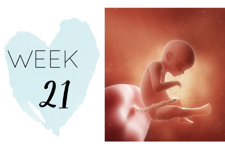 21 weeks pregnant