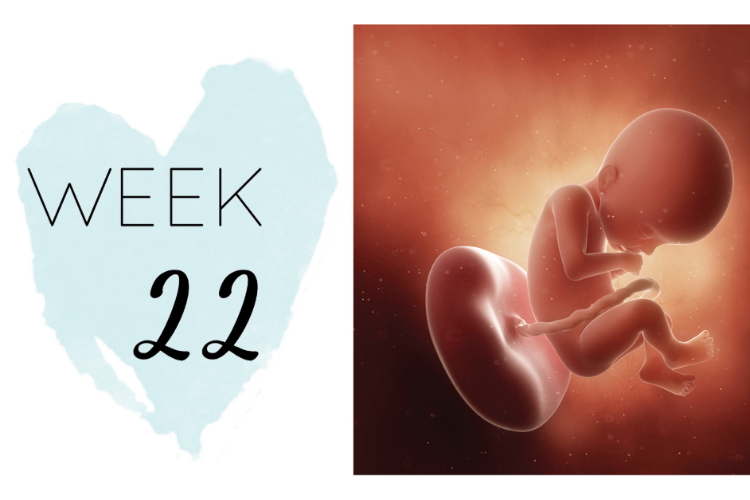 22 weeks pregnant