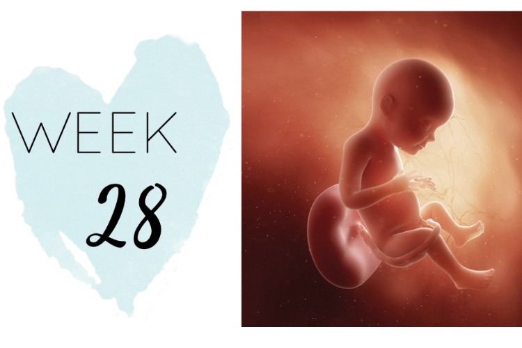 28 weeks pregnant