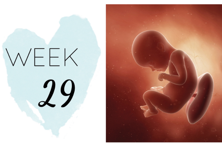 29 weeks pregnant