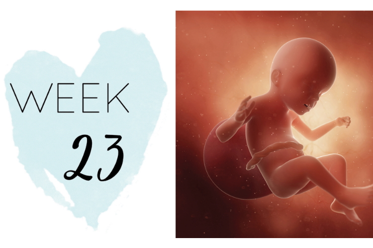 23 weeks pregnant