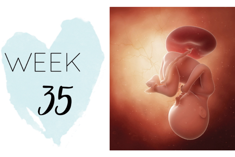 35 weeks pregnant